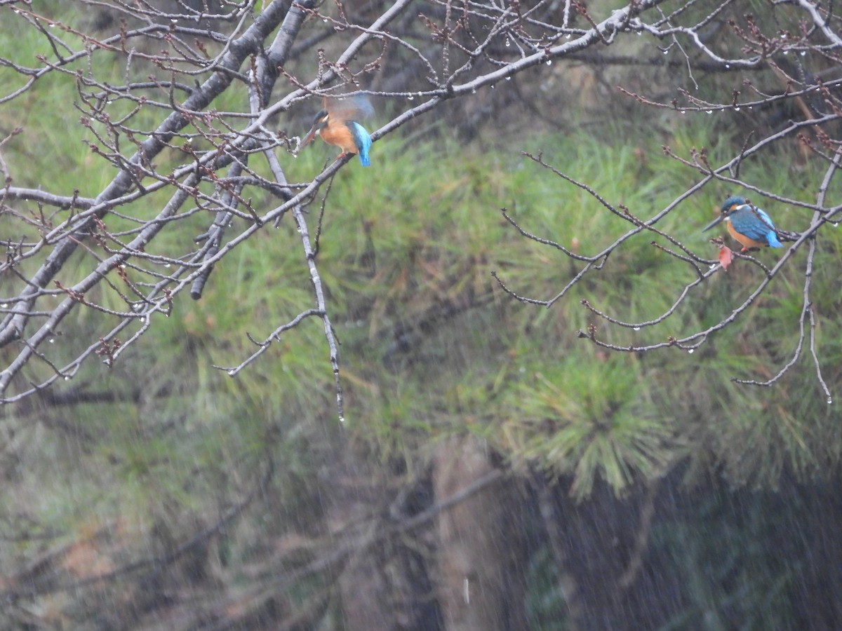 Common Kingfisher - ML647604820
