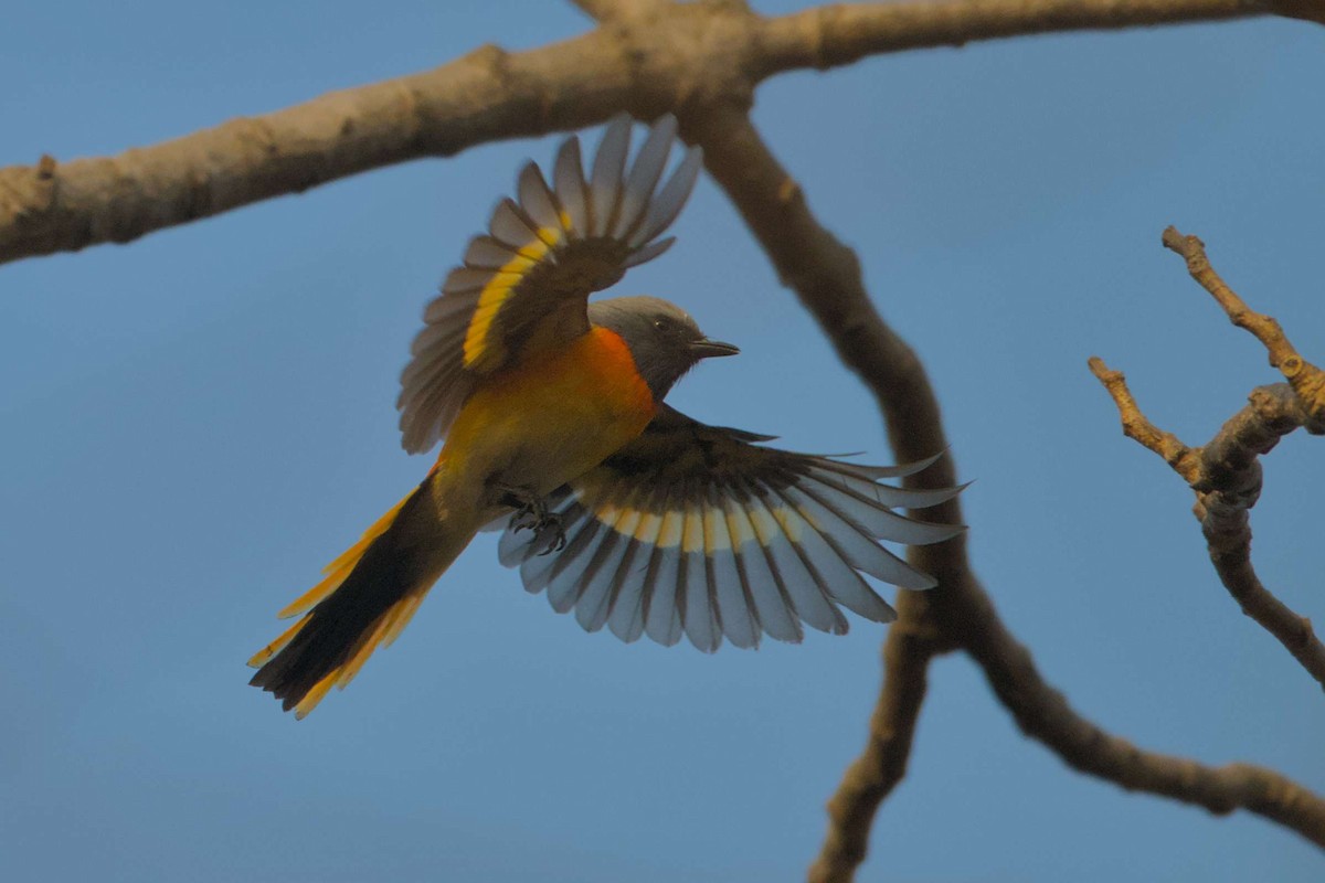 Small Minivet - ML647604821