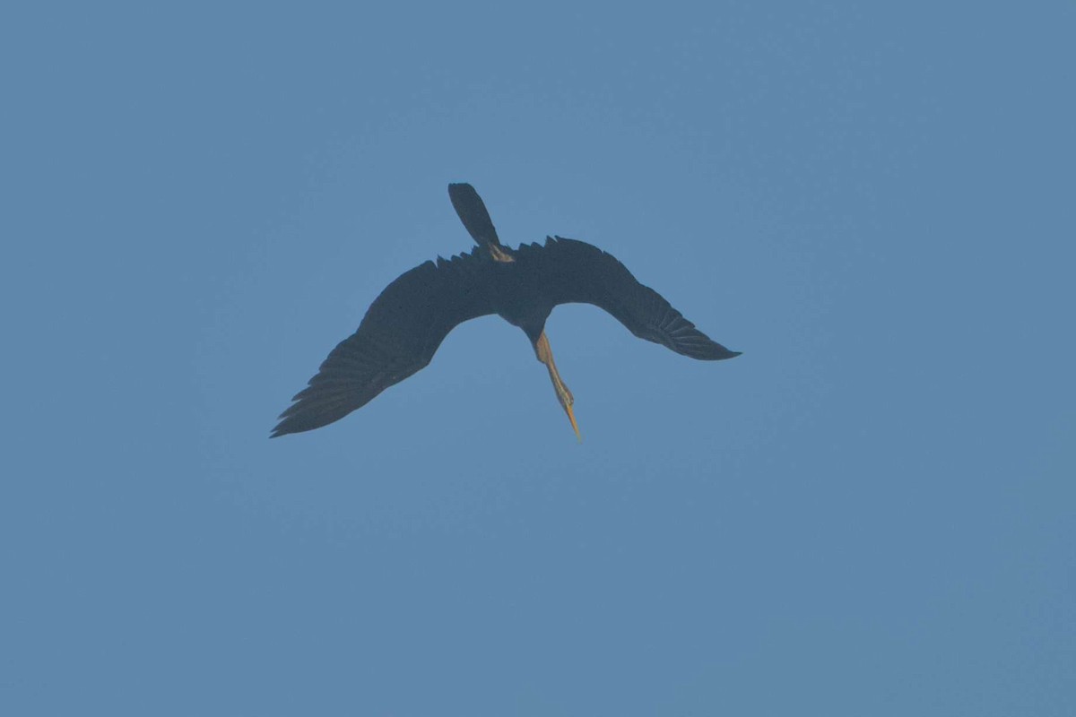 Oriental Darter - ML647604823