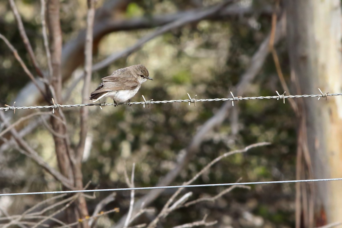 Jacky-winter - ML647604824