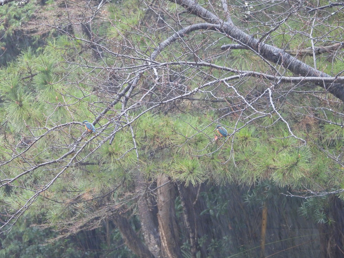 Common Kingfisher - ML647604825