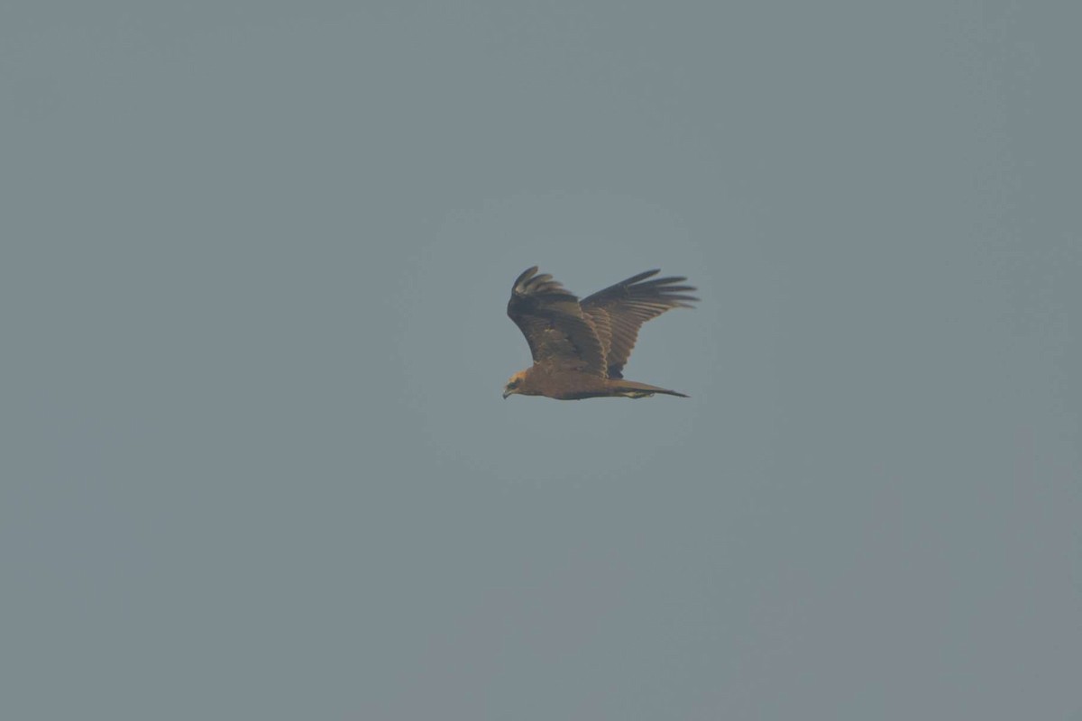 Western Marsh Harrier - ML647604826