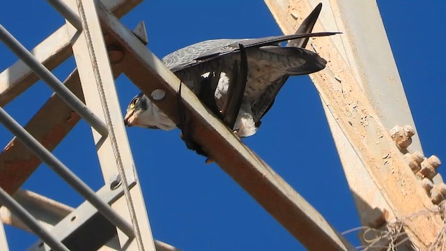 Gökdoğan - ML647604864