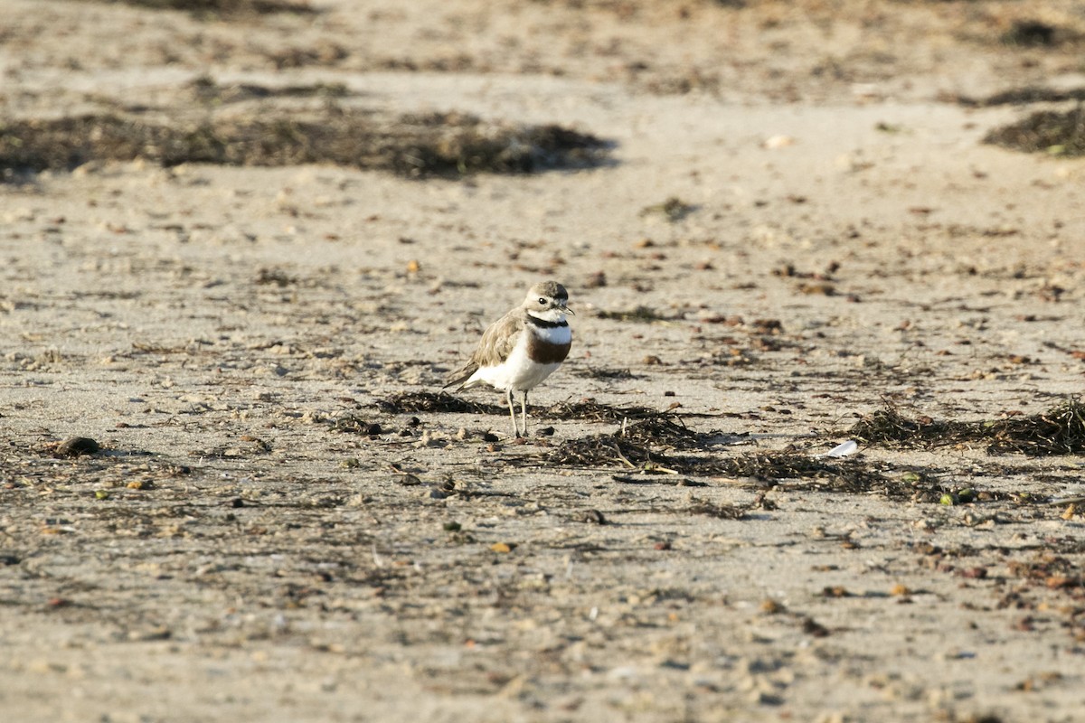 Double-banded Plover - ML647604874
