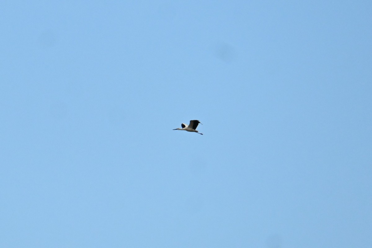 Oriental Stork - ML647604875