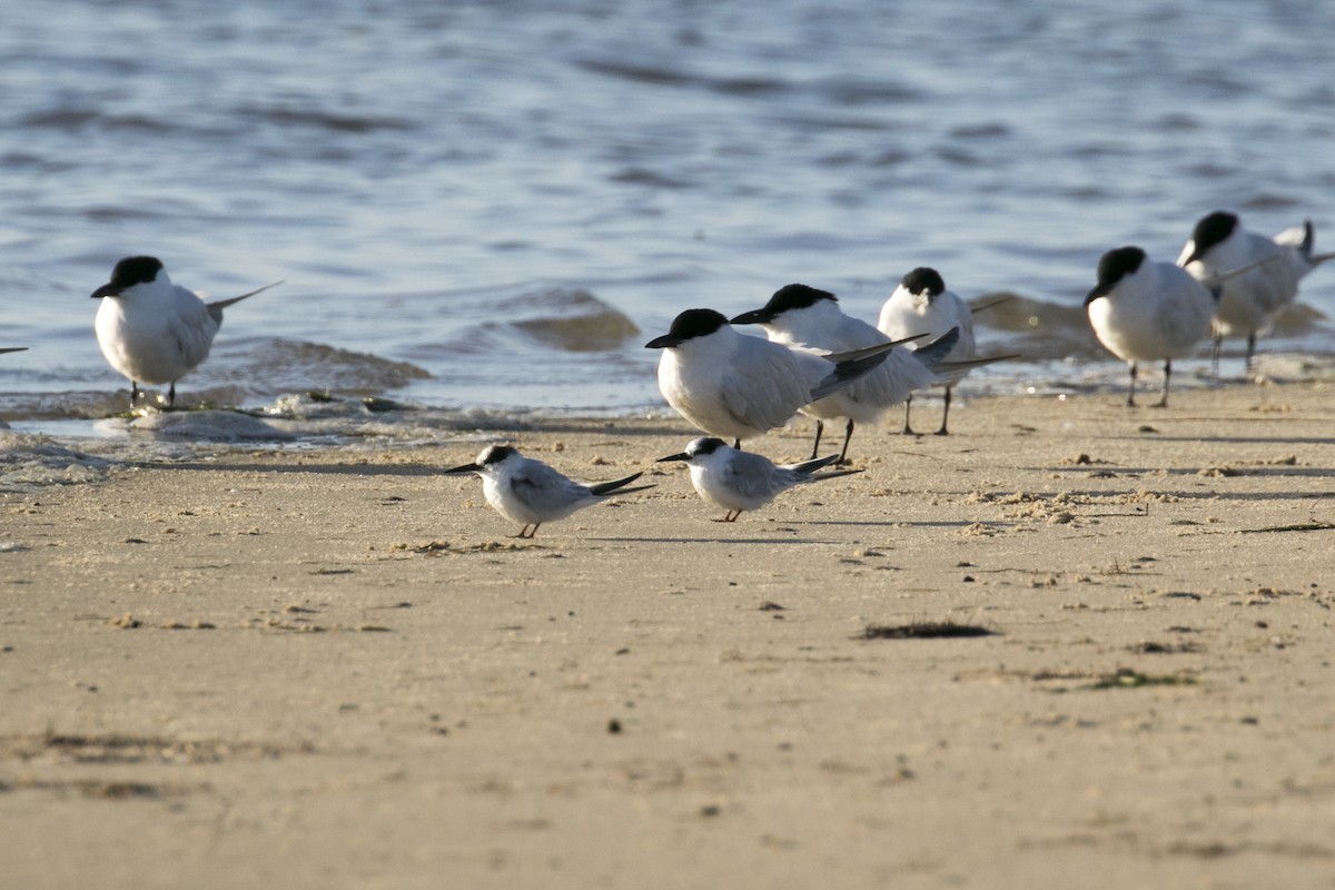 Australian Fairy Tern - ML647604878