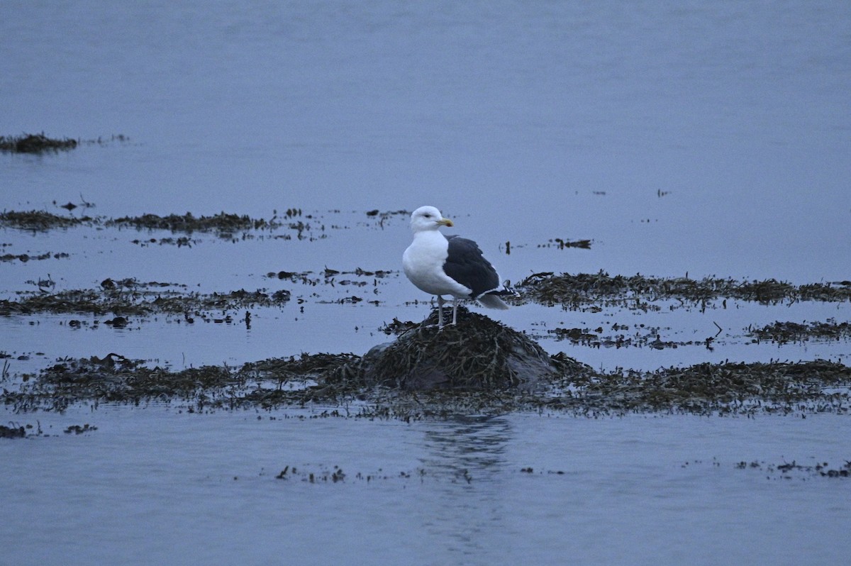 racek mořský - ML647604890