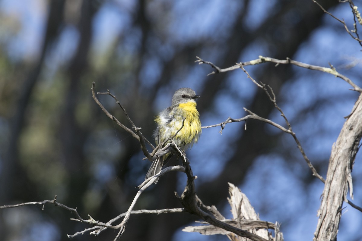 Королець жовтий - ML647604892