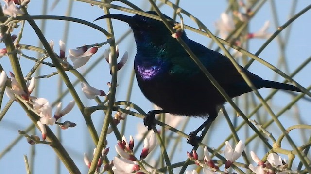 Filistin Nektarkuşu - ML647604895