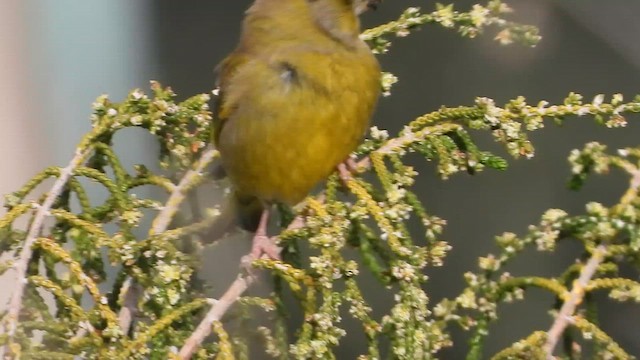 Florya - ML647604901