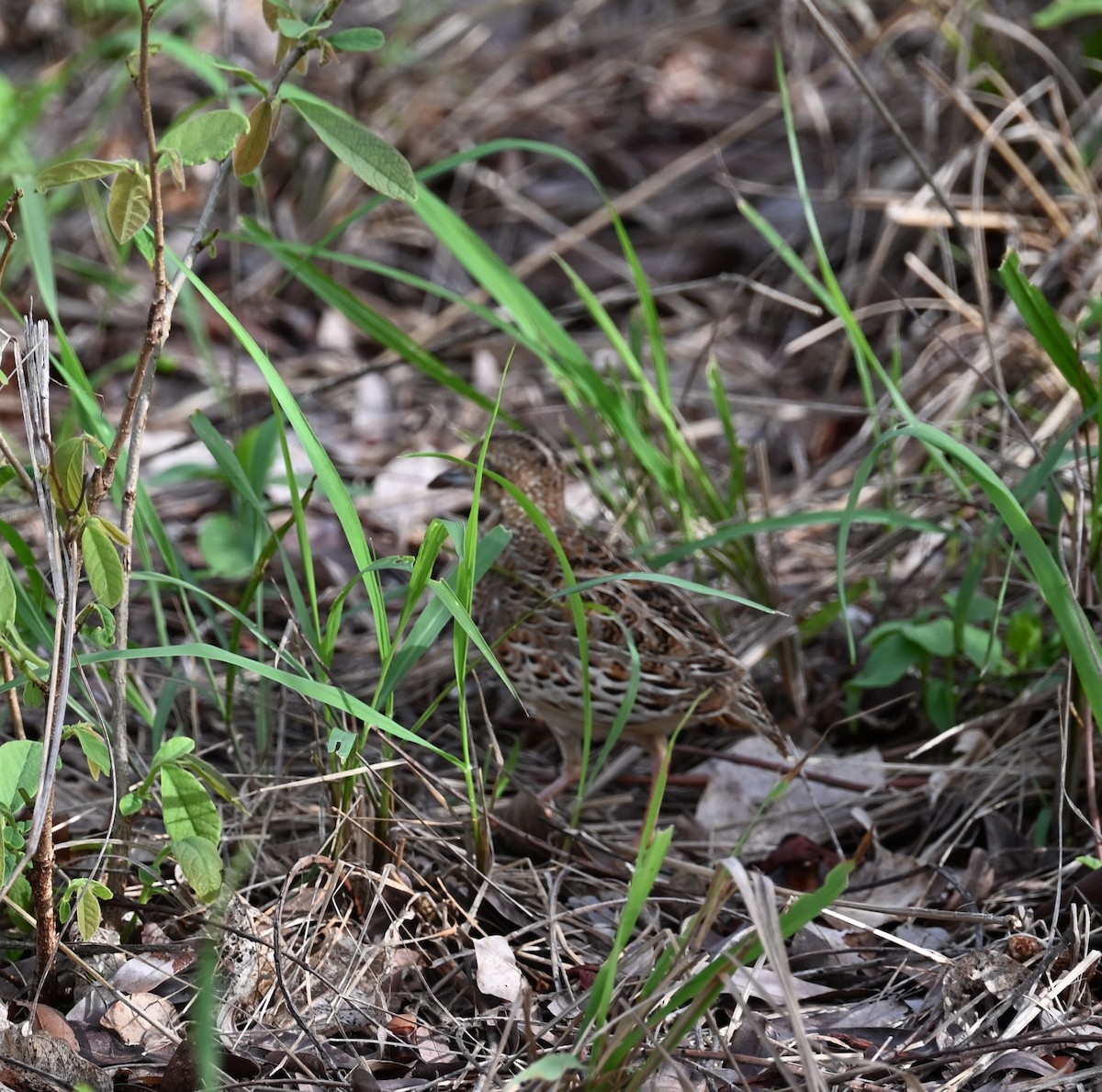 Laufhühnchen - ML647604916