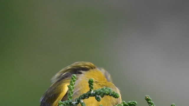 Florya - ML647604927