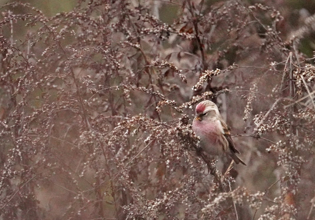 Redpoll - ML647604936
