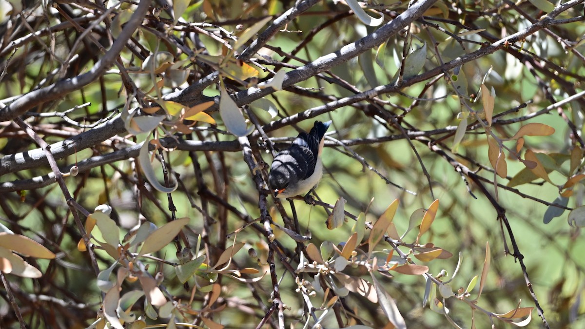 Mistletoebird (Australian) - ML647604937