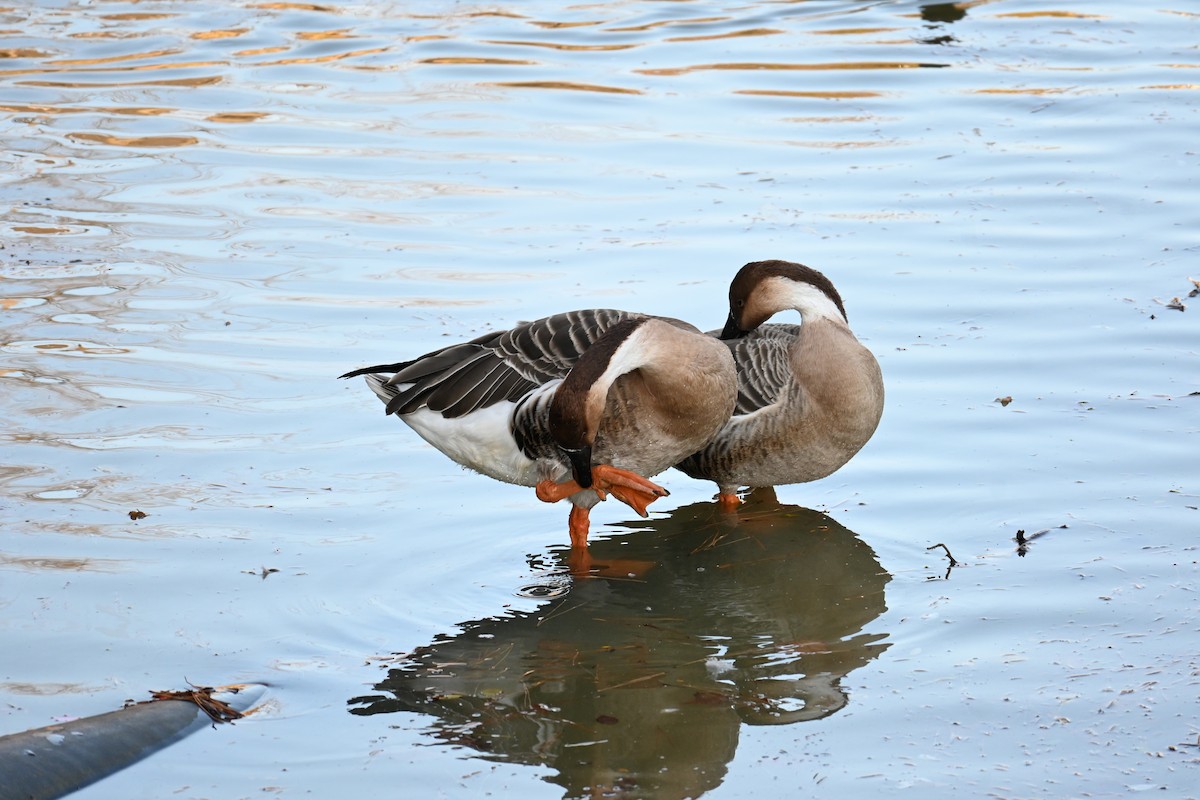 Çin Kazı (evcil tip) - ML647604956