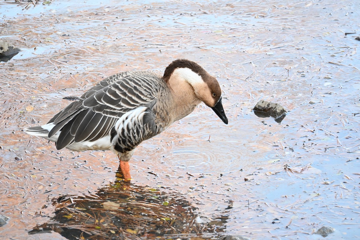 Çin Kazı (evcil tip) - ML647604961