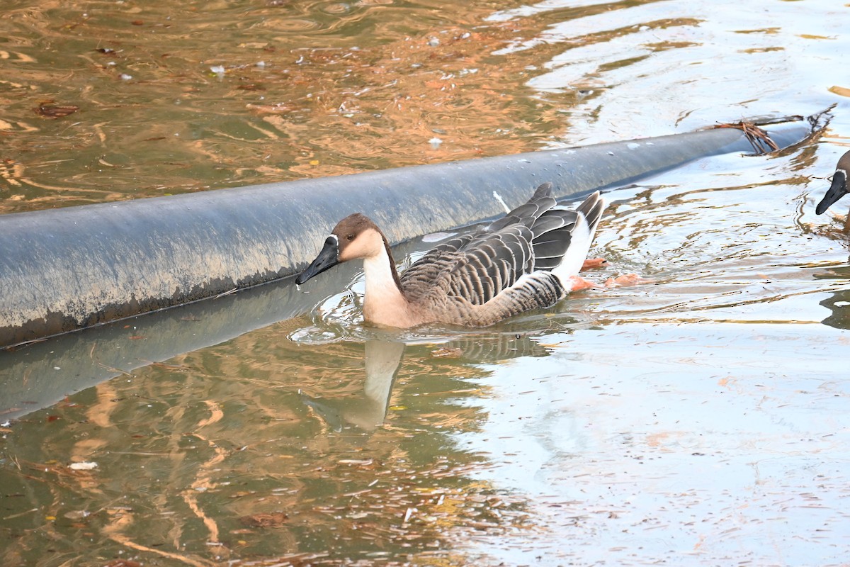 Swan Goose (Domestic type) - ML647604973