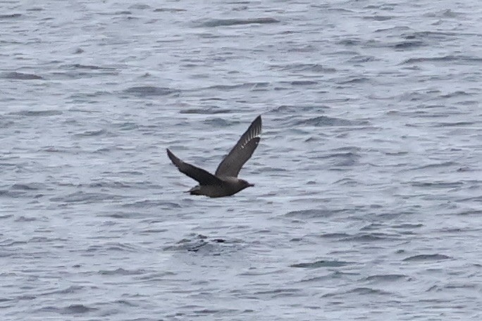 Brown Skua - ML647604975