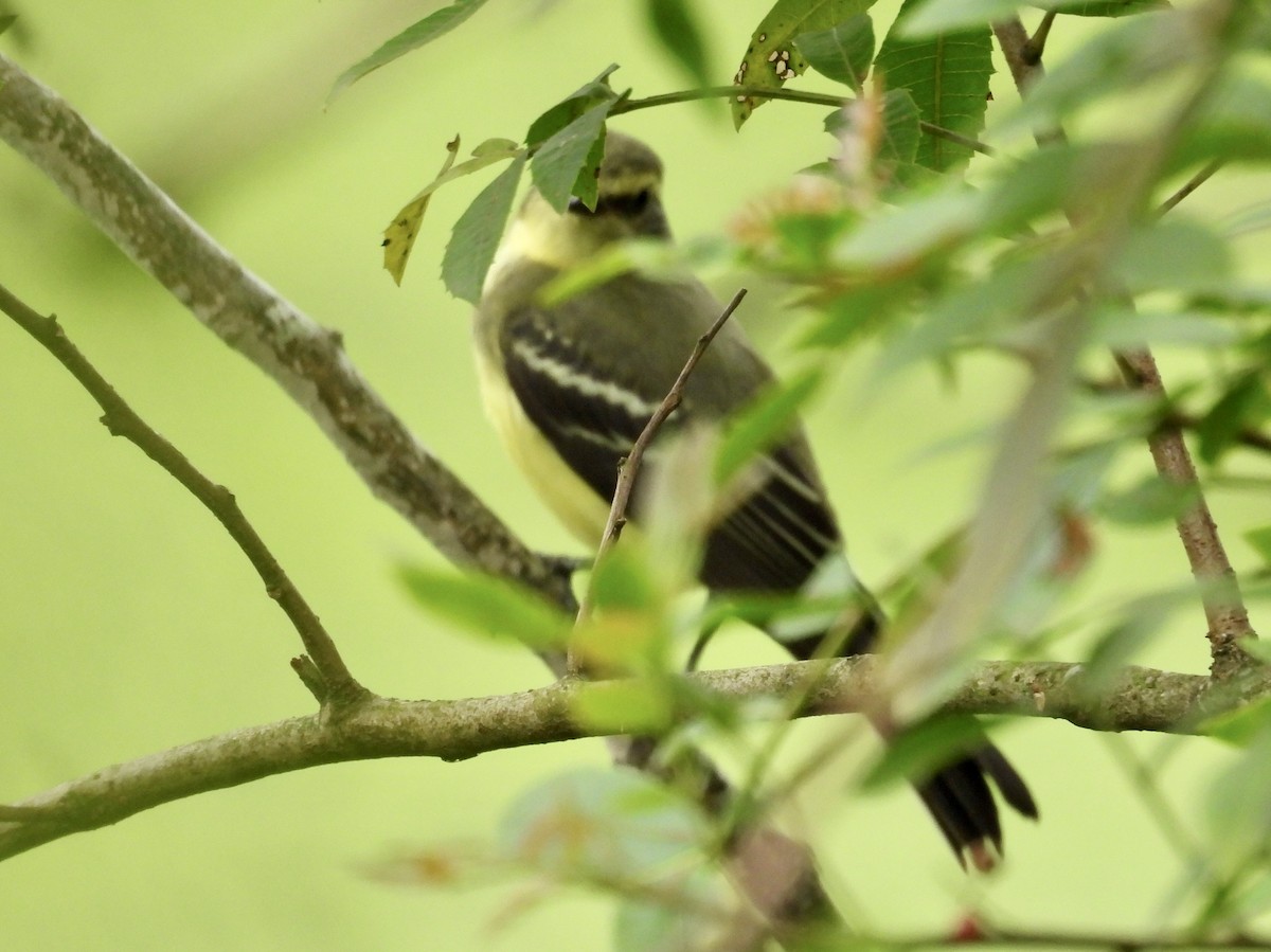 Yellow-browed Tyrant - ML647604976