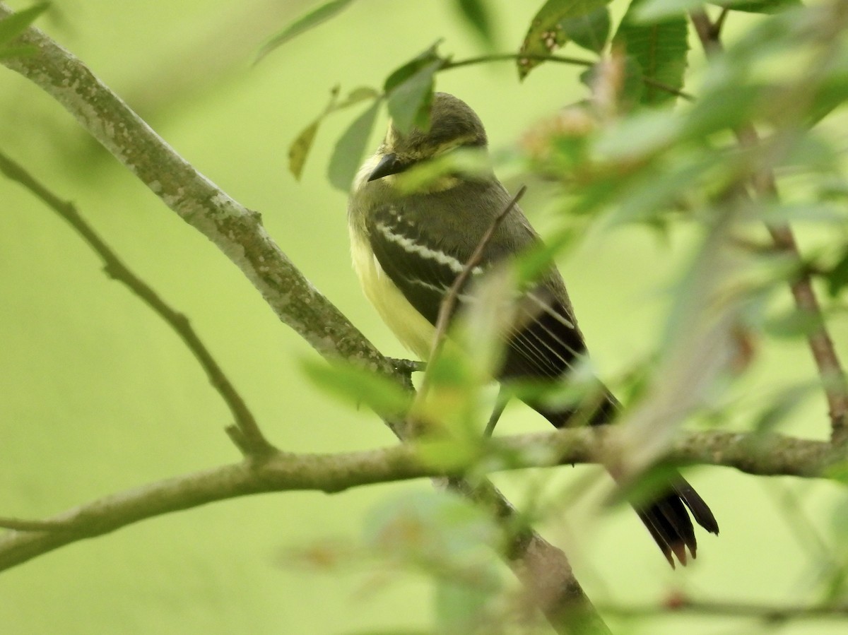 Yellow-browed Tyrant - ML647604977