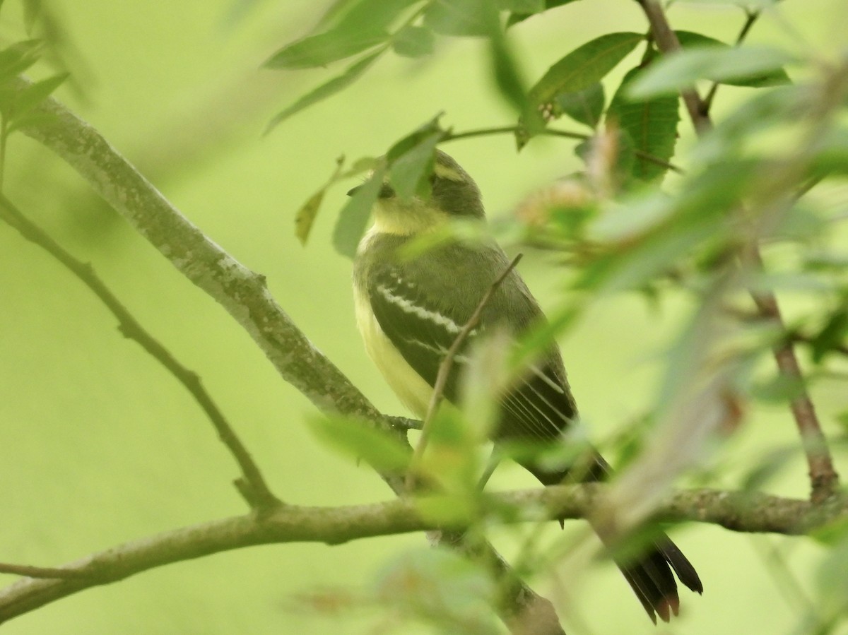 Yellow-browed Tyrant - ML647604978