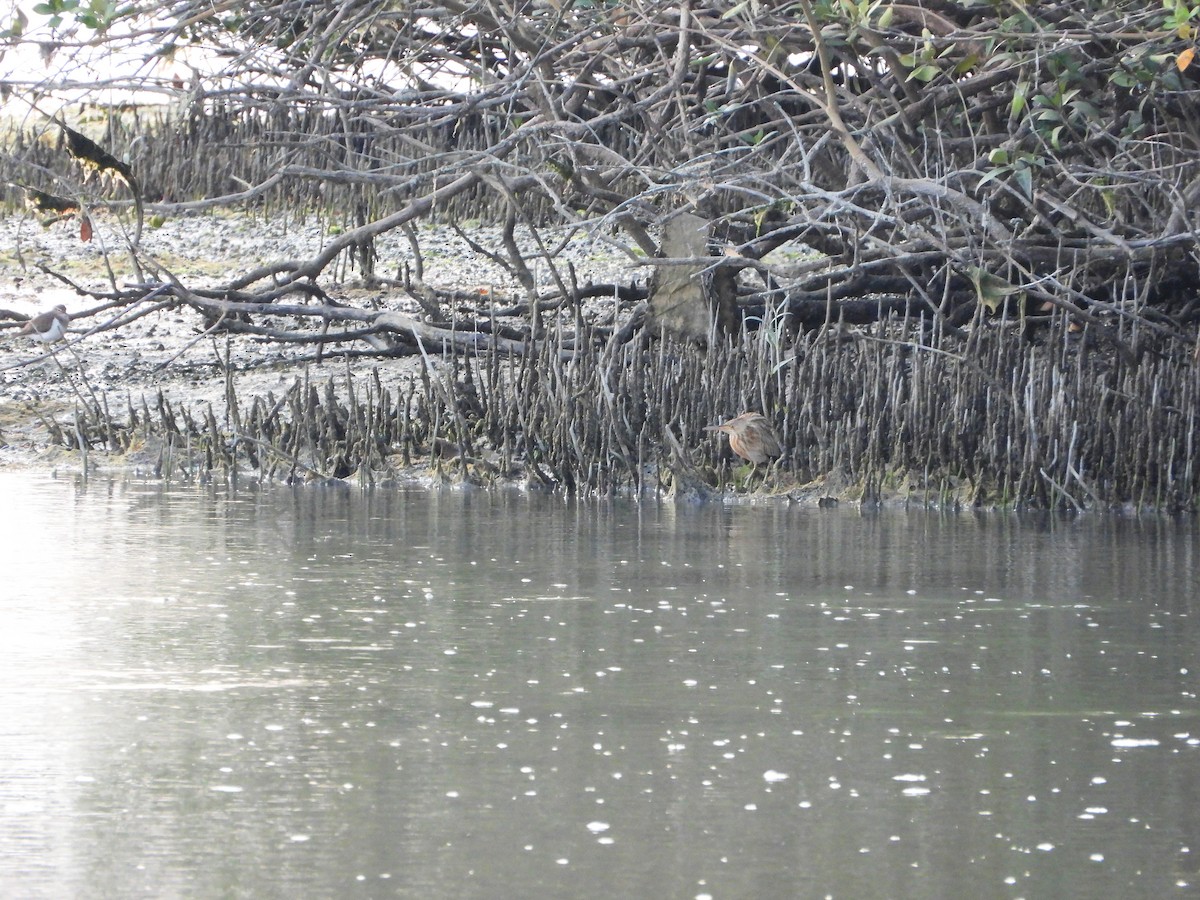 Yellow Bittern - ML647604979