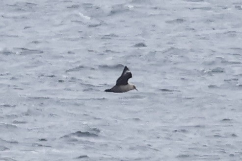 South Polar Skua - ML647604980