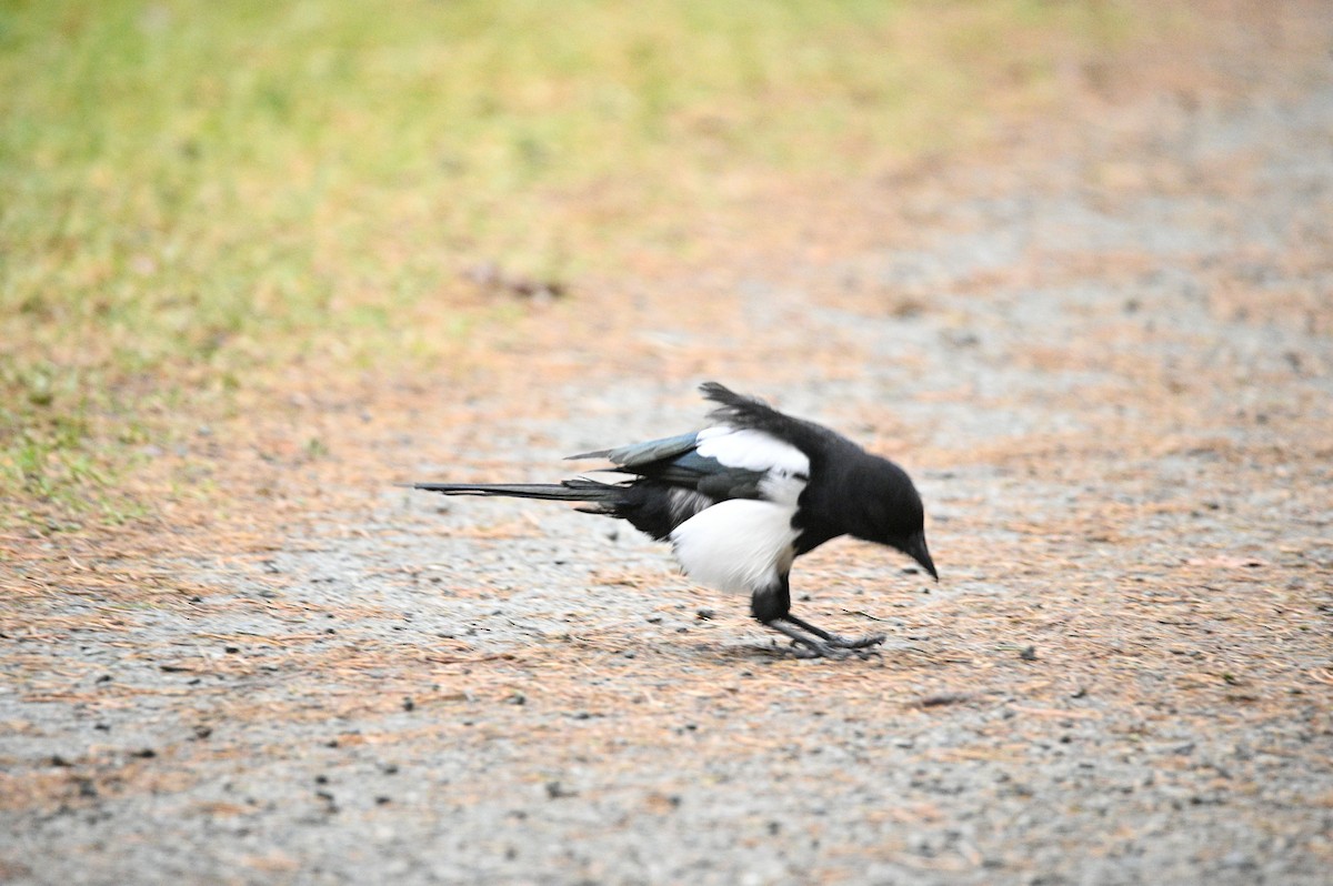 Eurasian Magpie - ML647604981