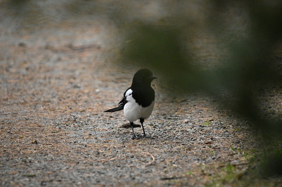 Eurasian Magpie - ML647604982