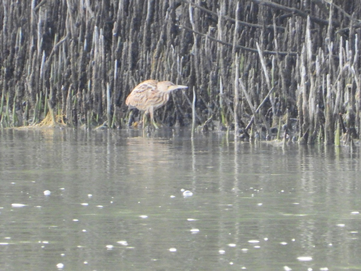 Yellow Bittern - ML647604984