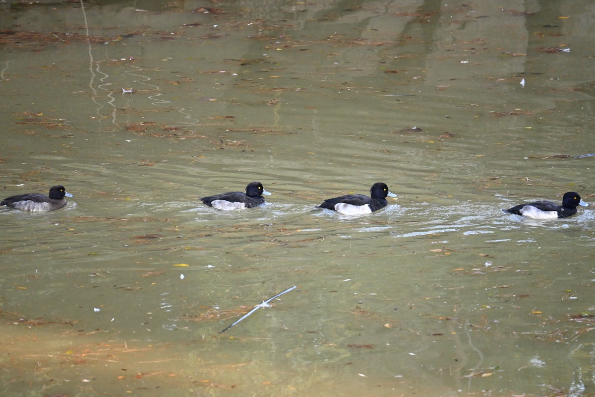 Tufted Duck - ML647604985