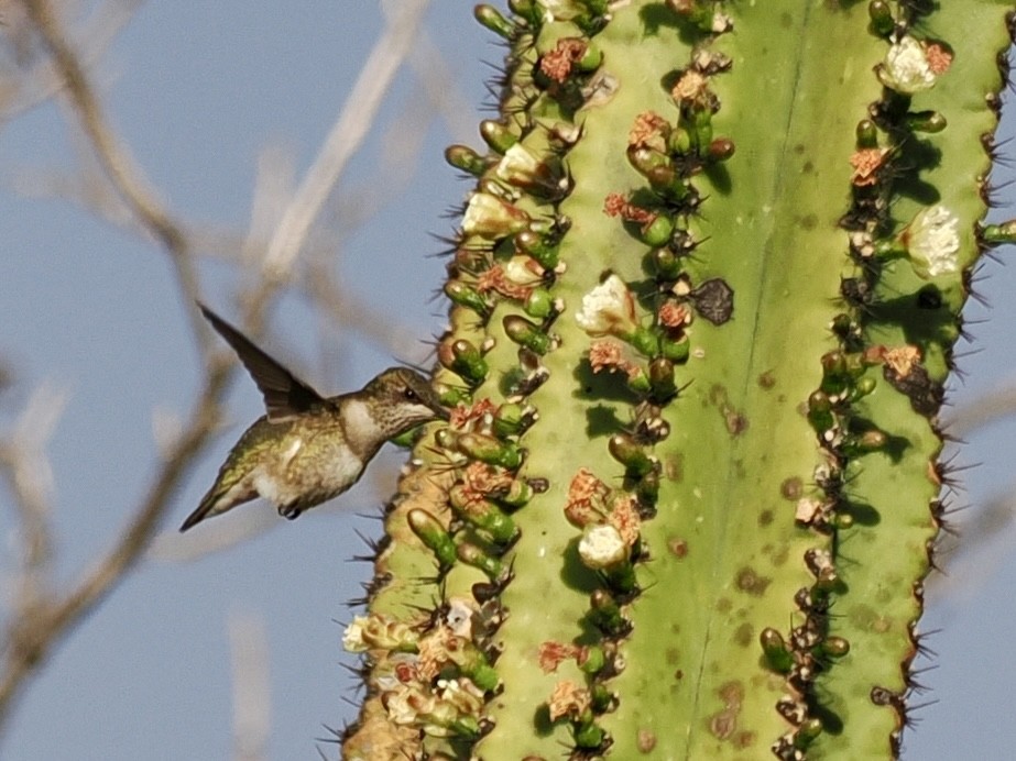 Ruby-throated Hummingbird - ML647604986