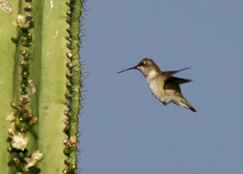 Ruby-throated Hummingbird - ML647604987