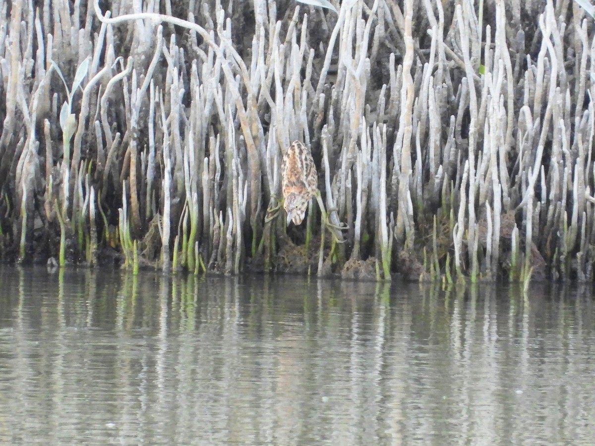 Yellow Bittern - ML647604988