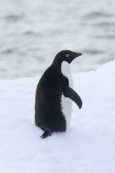 Adelie Penguin - ML647604989