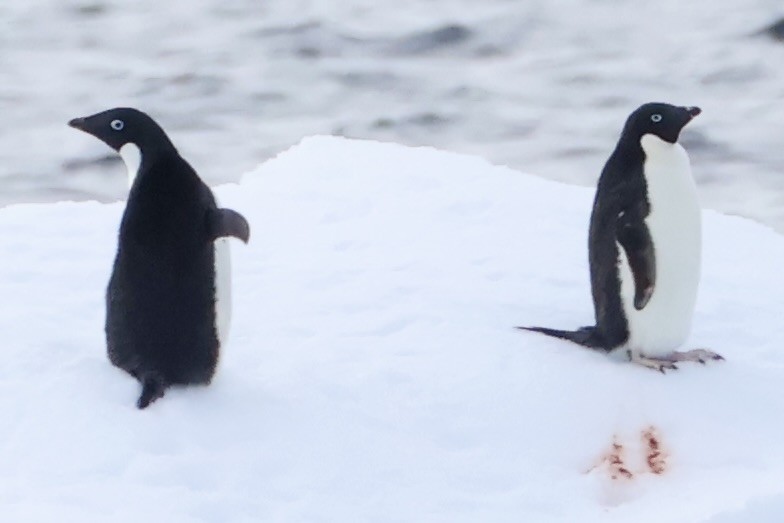 Adelie Penguin - ML647604990