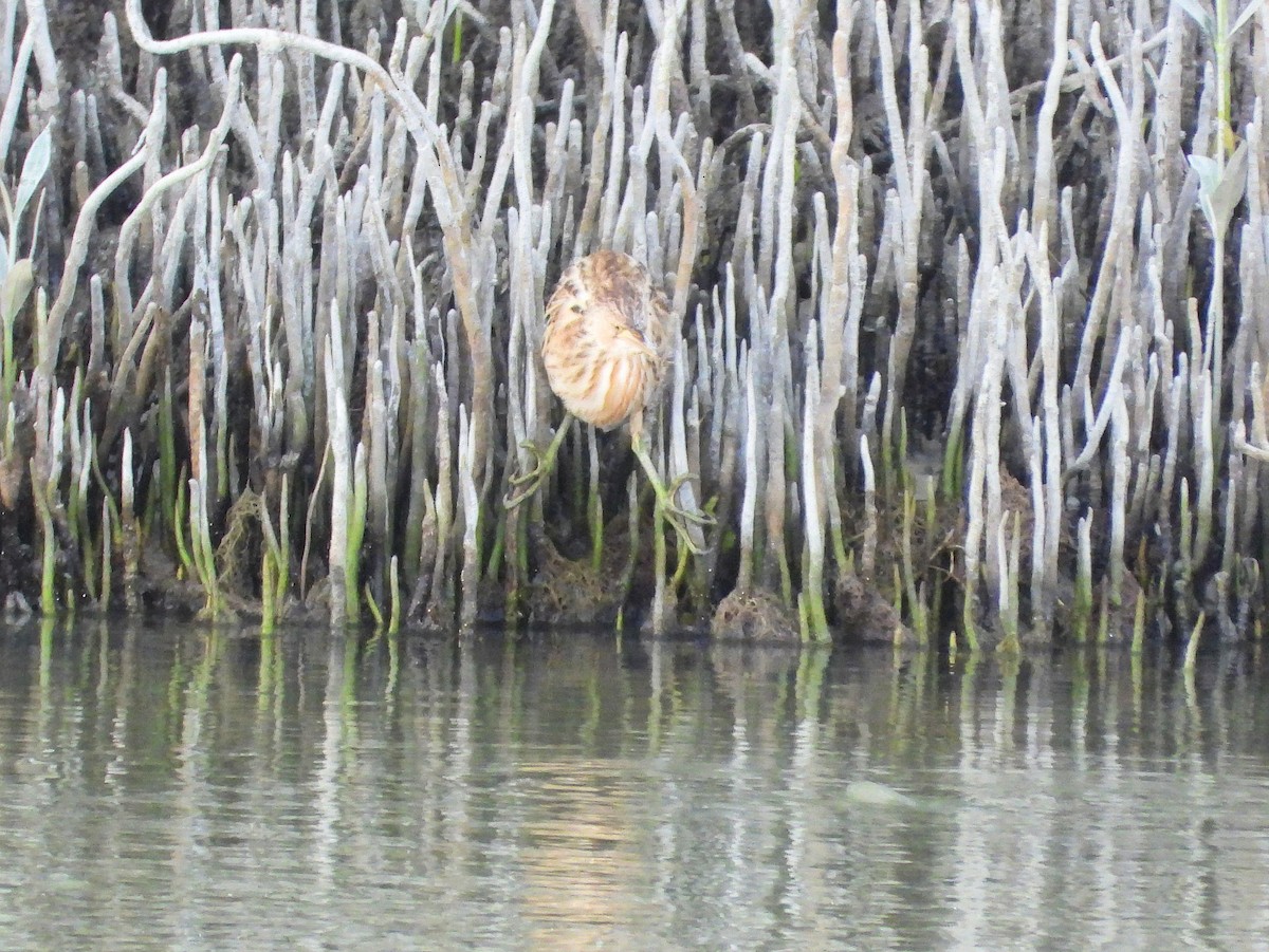 Yellow Bittern - ML647604991