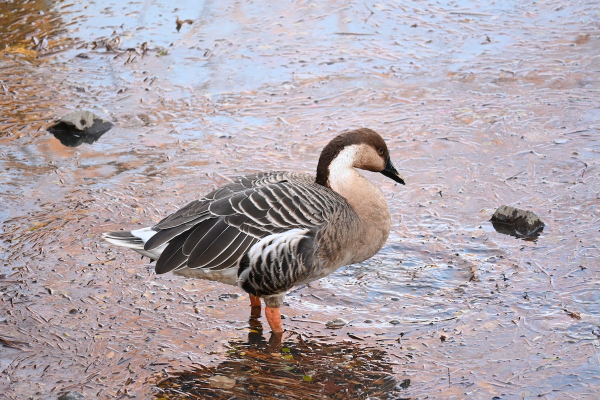 Swan Goose (Domestic type) - ML647604992