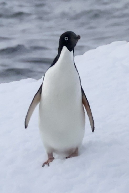 Adelie Penguin - ML647604993