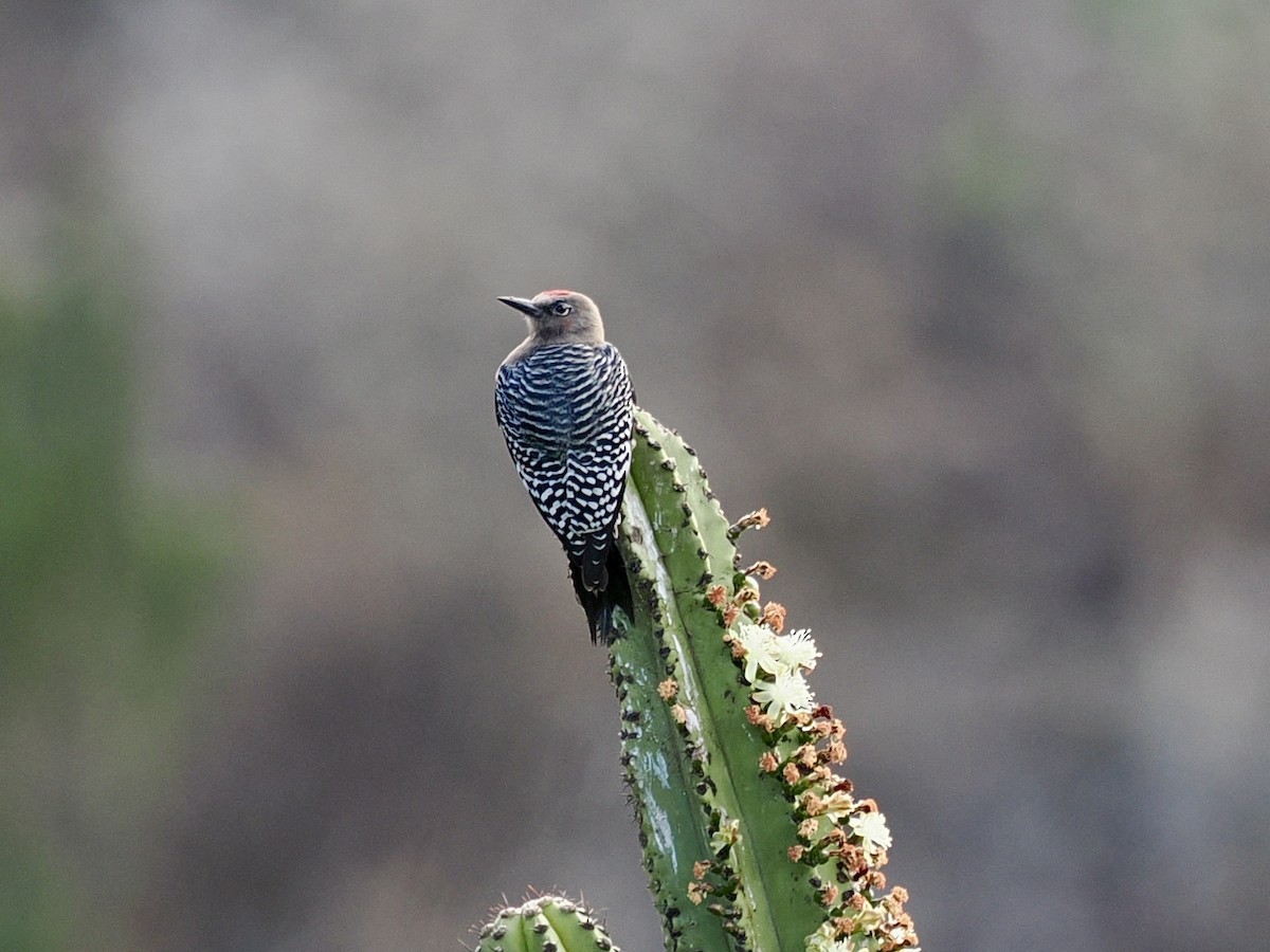 Gray-breasted Woodpecker - ML647604994