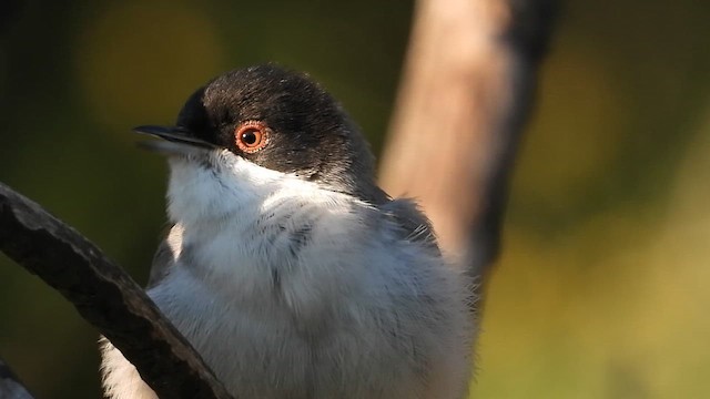 Maskeli Ötleğen - ML647604995