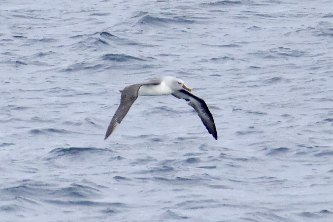 Gray-headed Albatross - ML647604996