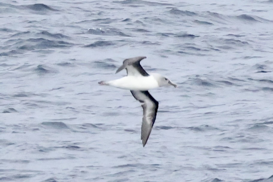 Gray-headed Albatross - ML647604997