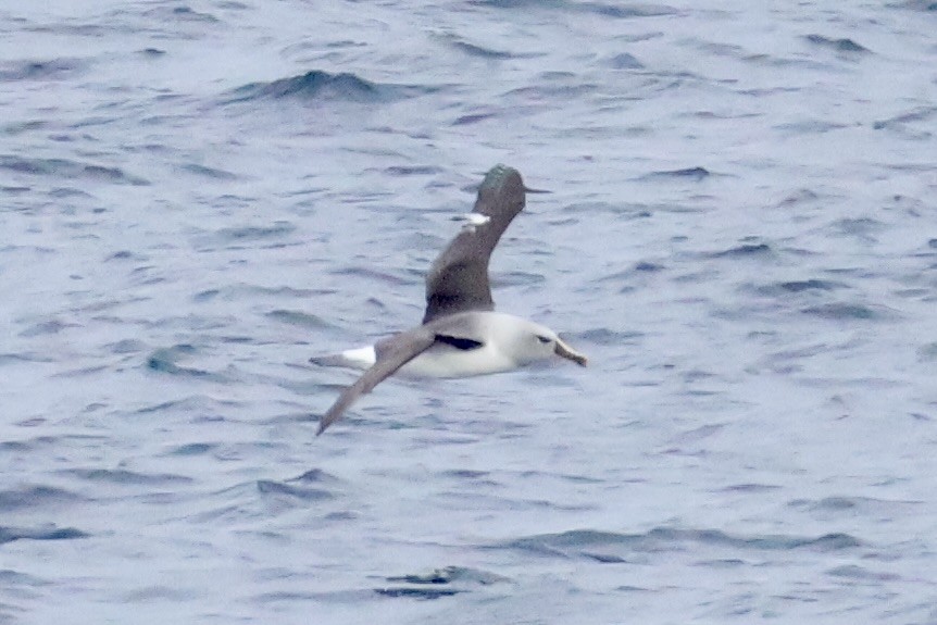 Gray-headed Albatross - ML647604998