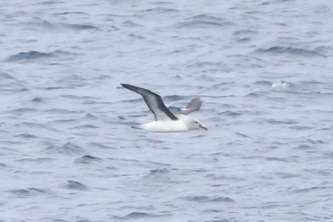 Gray-headed Albatross - ML647604999