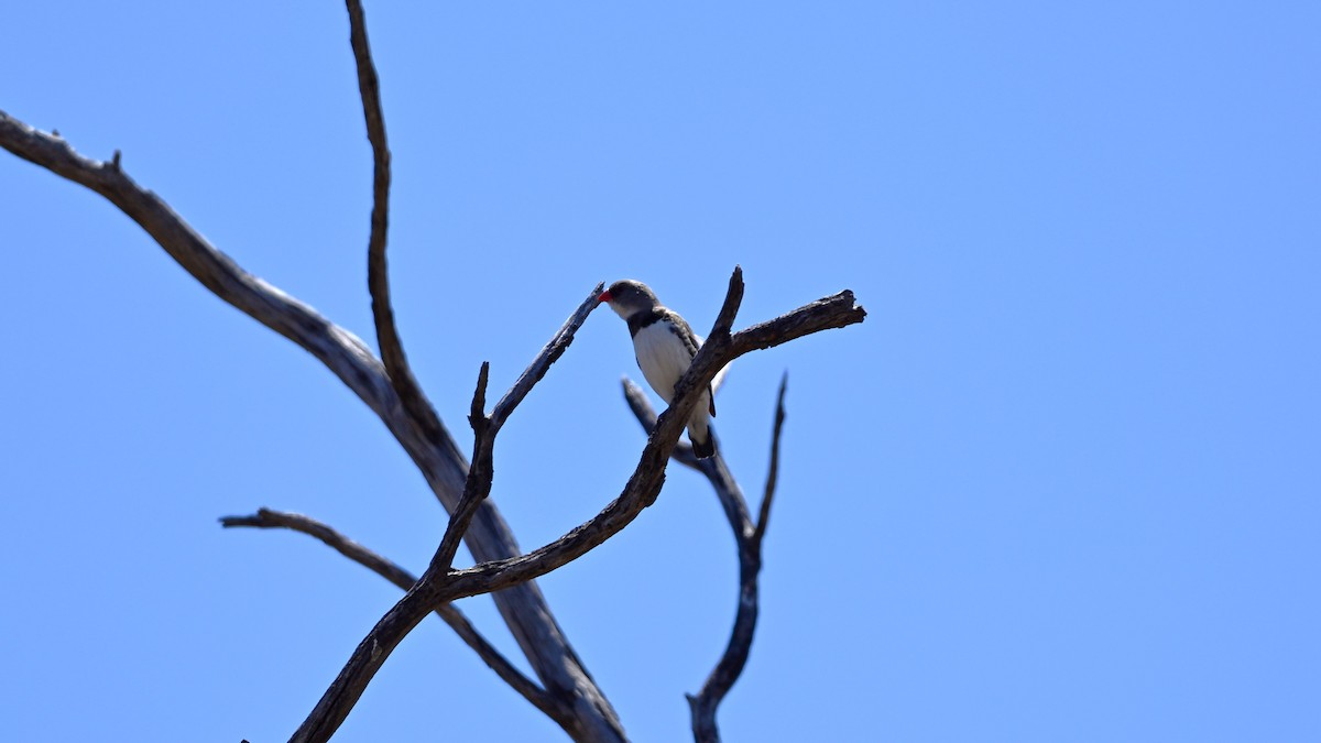 Diamond Firetail - ML647605000