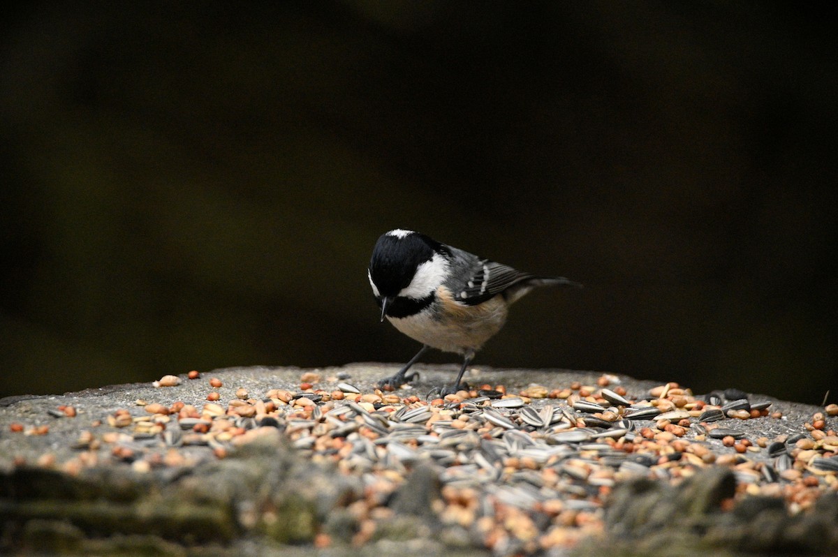 Coal Tit - ML647605001