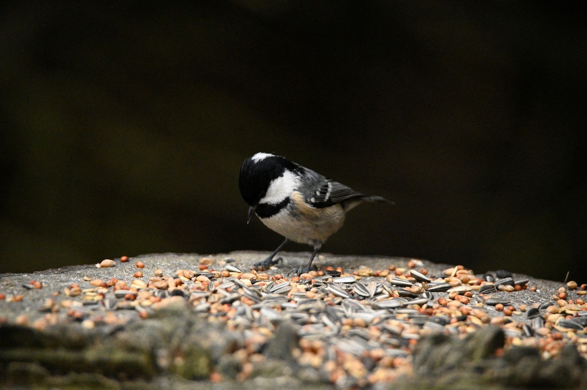 Coal Tit - ML647605002