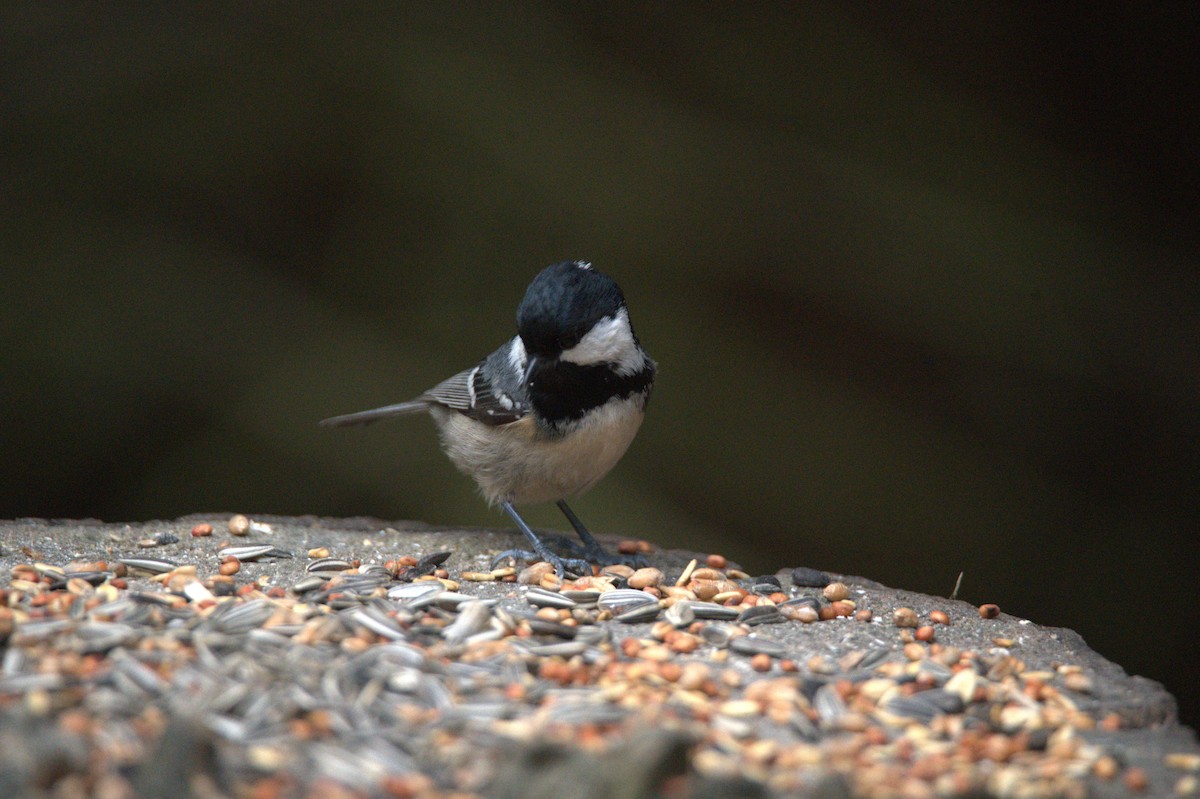 Coal Tit - ML647605003