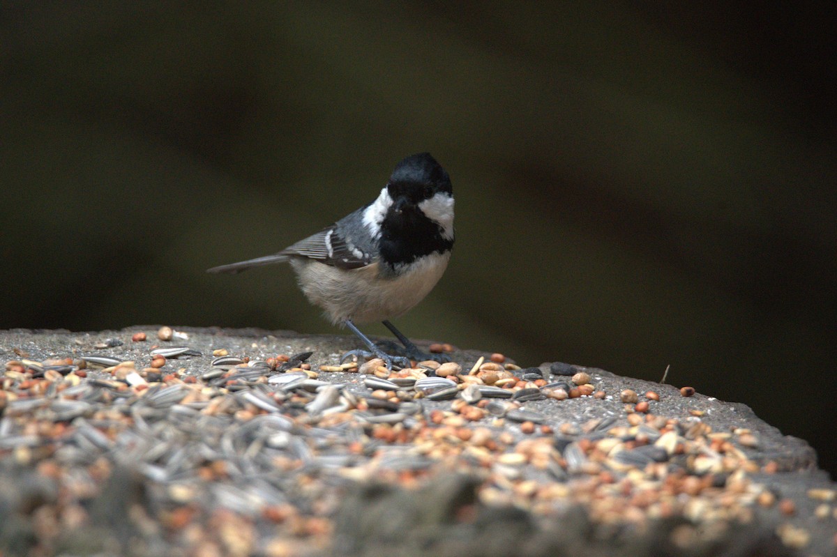 Coal Tit - ML647605004